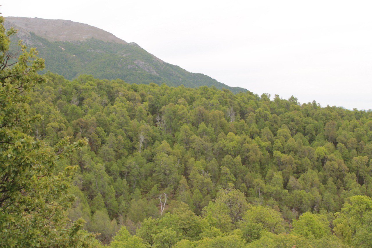 Bosque verde