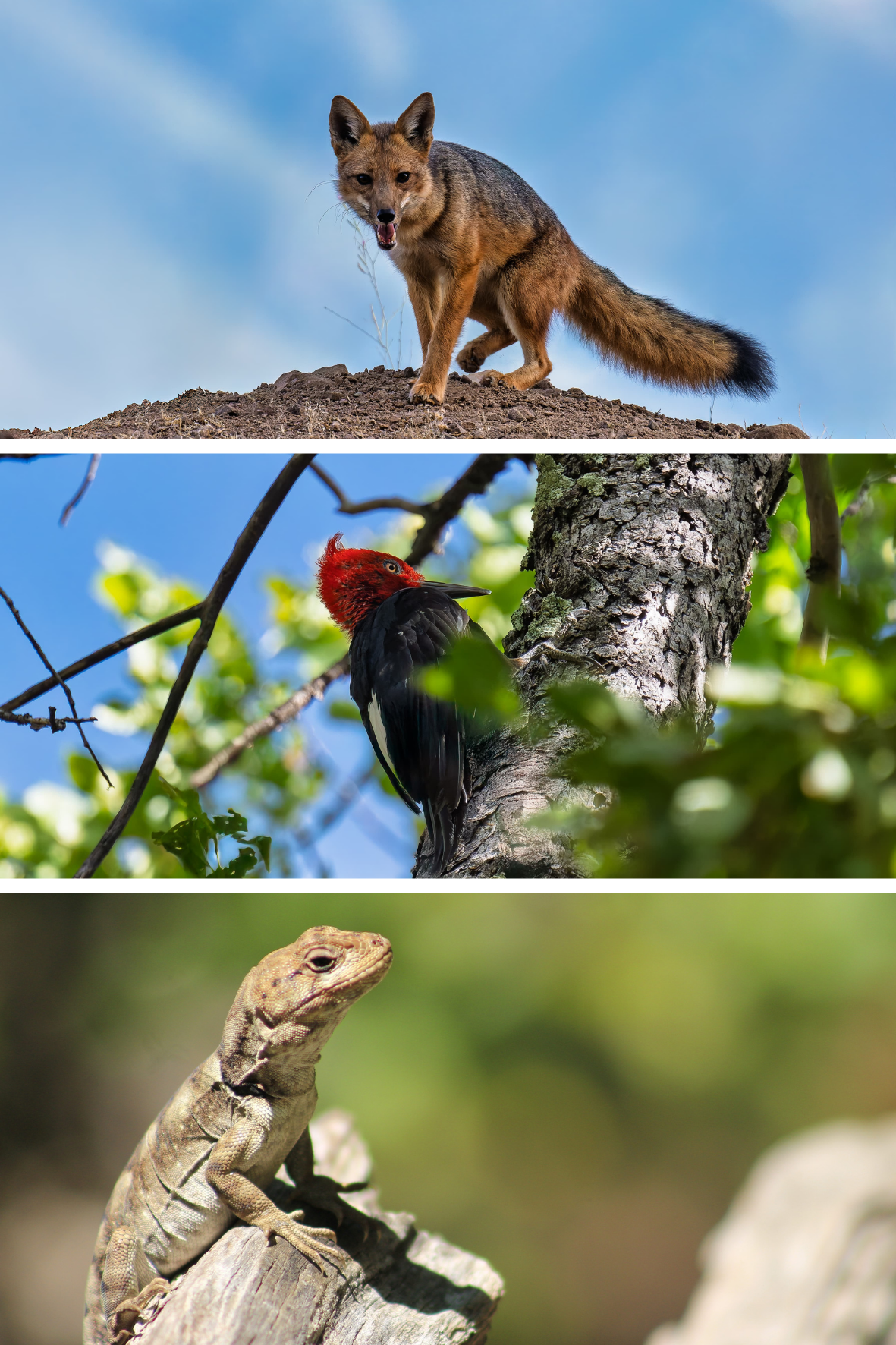 biodiv