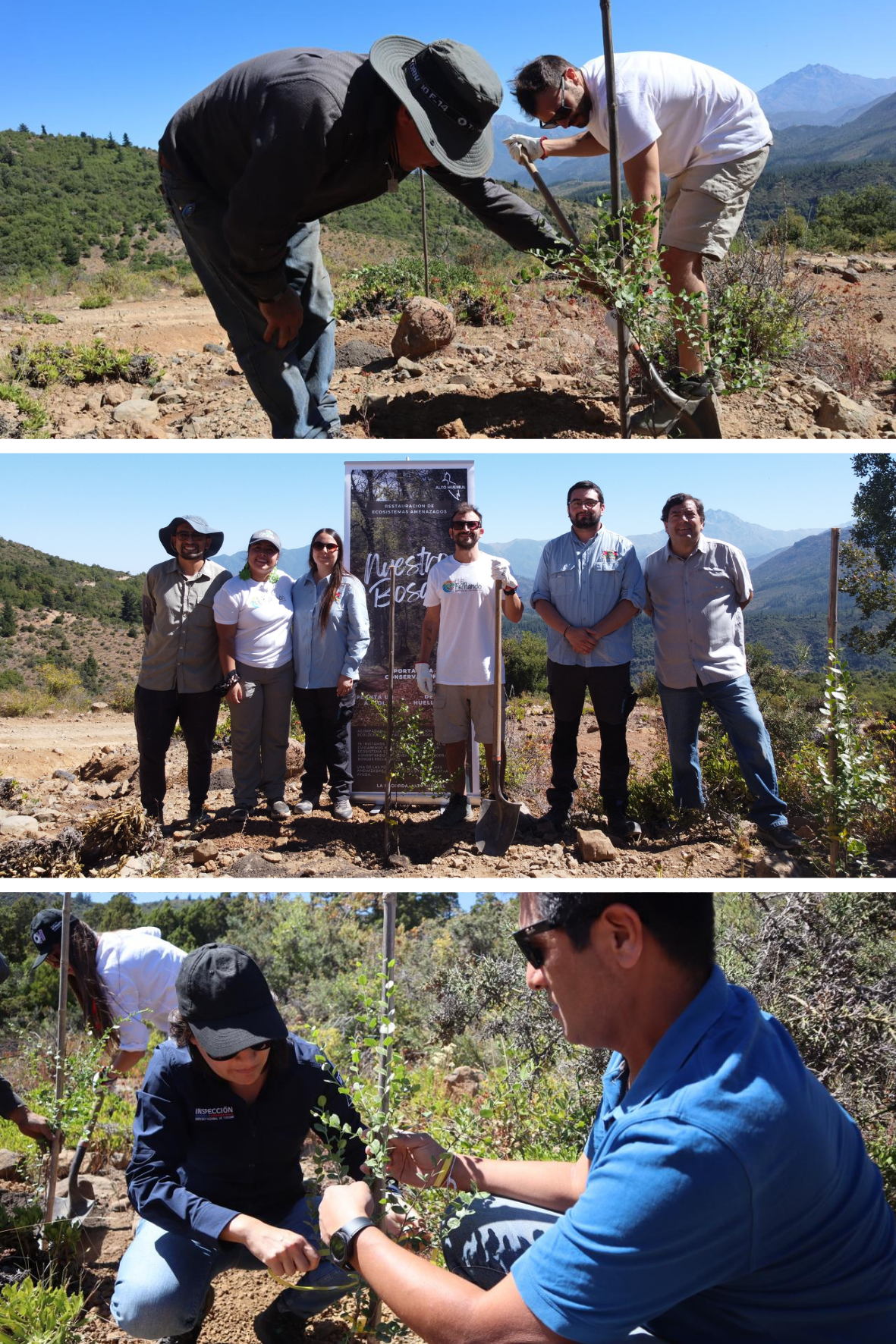 plantaciones